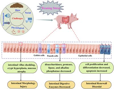 Weaning stress and intestinal health of piglets: A review